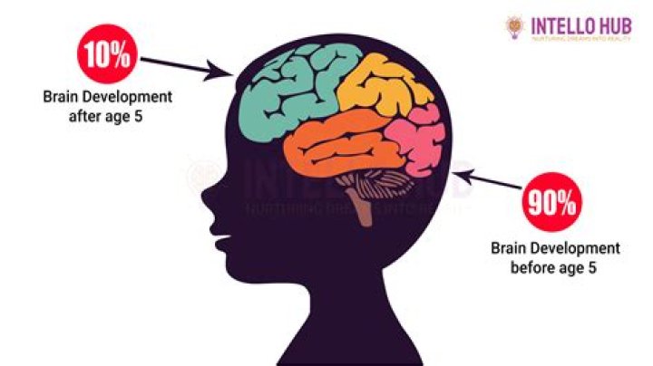 Development Of Lab Grown Brain