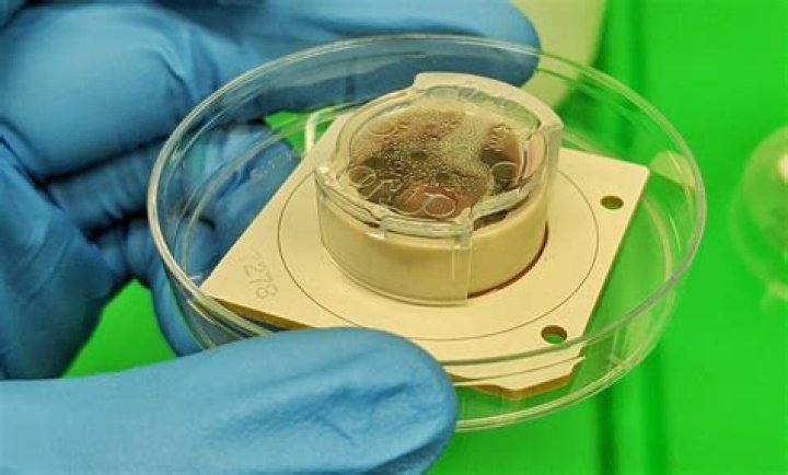Lab Grown Mini Brain