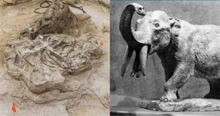 Paleontologists Uncover A 5-Million-Year-Old 'Elephant Graveyard'