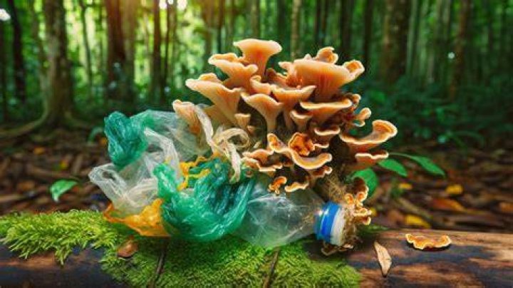 Plastic Eating Fungi
